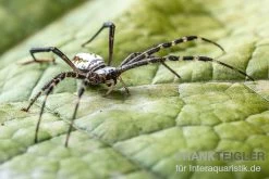 Grass Cross Spider, Argiope Catenulata (Wespenspinne) -Fischbedarf Laden Grass Cross Spider Argiope catenulata 03