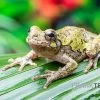 Grauer Laubfrosch, Hyla Versicolor