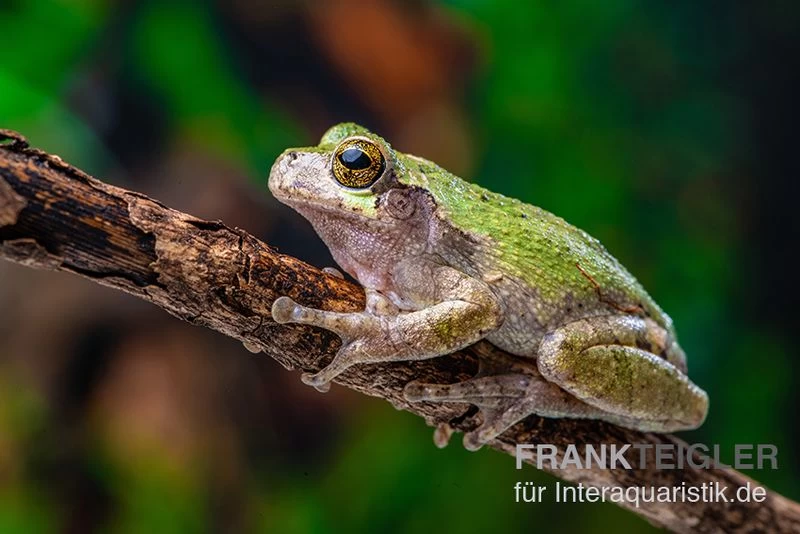 Grauer Laubfrosch, Hyla Versicolor 5 Grauer Laubfrosch, Hyla Versicolor – Bild 3