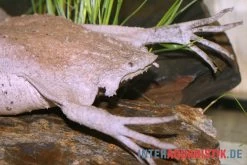 Fischbedarf Laden 16 Große Wabenkröte, Pipa Pipa