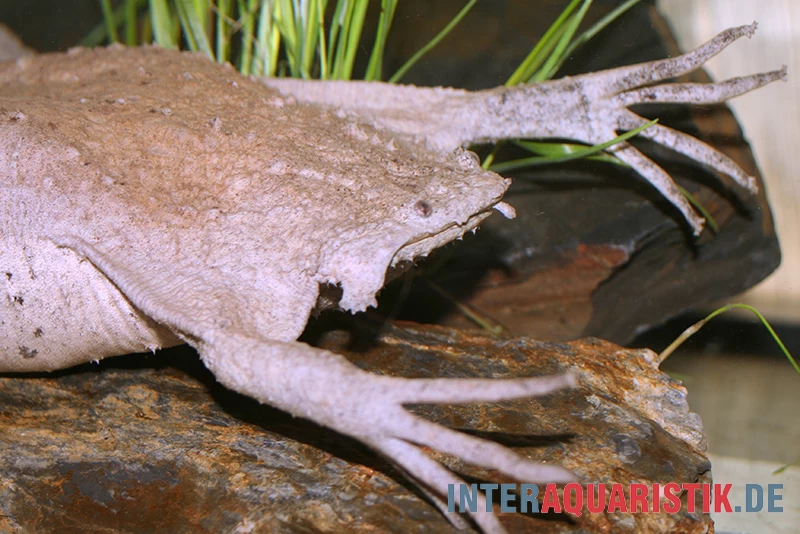 Große Wabenkröte, Pipa Pipa 3 Große Wabenkröte, Pipa Pipa
