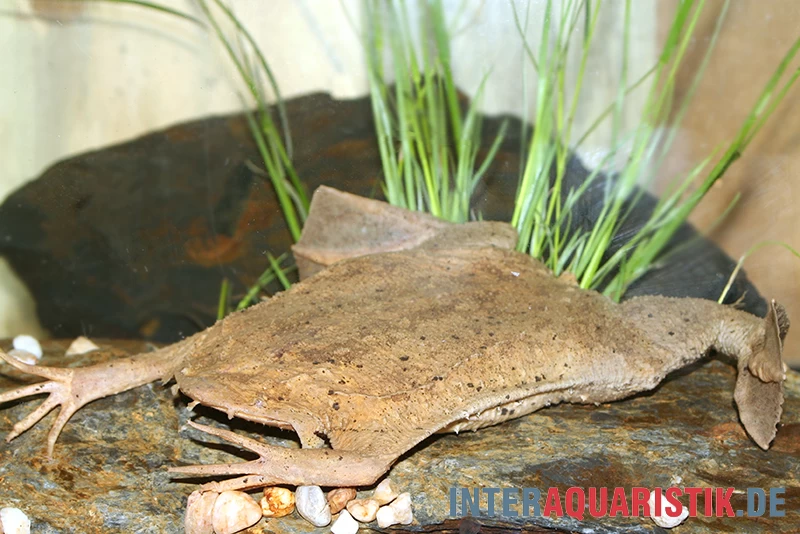 Große Wabenkröte, Pipa Pipa 4 Große Wabenkröte, Pipa Pipa – Bild 2