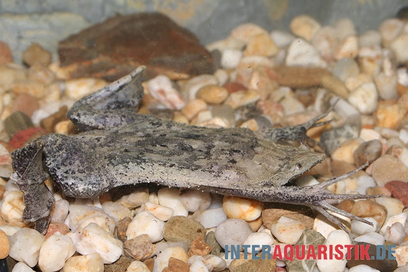 Große Wabenkröte, Pipa Pipa 5 Große Wabenkröte, Pipa Pipa – Bild 3