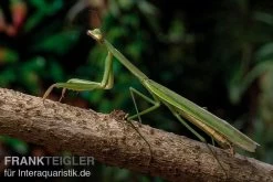 Grüne Fangheuschrecke, Green Mantis, Hierodula Patellifera -Fischbedarf Laden Gruene Fangheuschrecke Green Mantis Hierodula patellifera 4 jpg