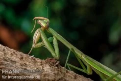 Grüne Fangheuschrecke, Green Mantis, Hierodula Patellifera -Fischbedarf Laden Gruene Fangheuschrecke Green Mantis Hierodula patellifera 5 jpg
