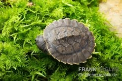 Grüne Spitzkopfschildkröte, Elseya Branderhorsti