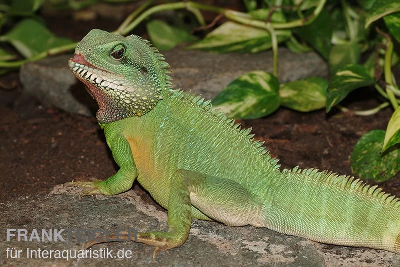 Grüne Wasseragame, Physignathus Cocincinus 5 Grüne Wasseragame, Physignathus Cocincinus – Bild 3