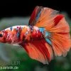 Halfmoon Kampffisch Koi Männchen, Betta Halfmoon Koi 1 Halfmoon Kampffisch Koi Männchen, Betta Halfmoon Koi -Fischbedarf Laden Halfmoon Kampffisch Koi Betta Halfmoon Koi 1
