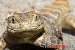 Hardun, Laudakia Stellio Brachydactyla -Fischbedarf Laden Hardun Laudakia stellio brachydactyla 3