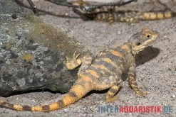 Hardun, Laudakia Stellio Brachydactyla -Fischbedarf Laden Hardun Laudakia stellio brachydactyla 4