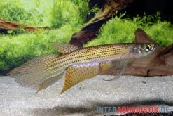 Hellneri-Killifisch, Moema Hellneri