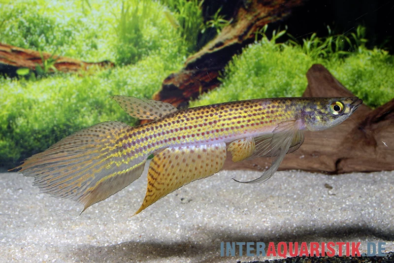 Hellneri-Killifisch, Moema Hellneri 3 Hellneri-Killifisch, Moema Hellneri