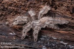 Marmorvogelspinne, Heteroscodra Maculata XL 8 Marmorvogelspinne, Heteroscodra Maculata XL -Fischbedarf Laden Heteroscodra maculata 2