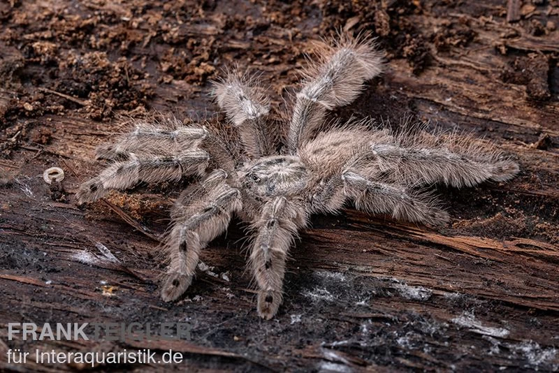 Marmorvogelspinne, Heteroscodra Maculata XL 5 Marmorvogelspinne, Heteroscodra Maculata XL – Bild 3