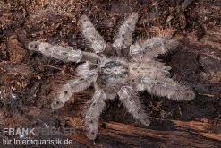 Marmorvogelspinne, Heteroscodra Maculata XL 9 Marmorvogelspinne, Heteroscodra Maculata XL -Fischbedarf Laden Heteroscodra maculata 3