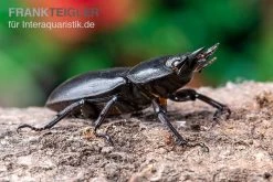 Hirschkäfer, Dorcus Alcides -Fischbedarf Laden Hirschkaefer Dorcus alcides 5