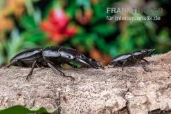 Hirschkäfer, Dorcus Alcides -Fischbedarf Laden Hirschkaefer Dorcus alcides 8