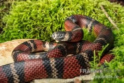 Honduras-Königsnatter, Lampropeltis Tringulum Hondurensis