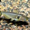 Mondfinsterniss-Stachelwels, Horabagrus Brachysoma -Fischbedarf Laden Horabagrus brachysoma 7