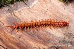 Hundertfüßer, Scolopendra Subspinipes "Malay Red Cherry" -Fischbedarf Laden Hundertfuesser Scolopendra subspinipes Malay Red Cherry 1