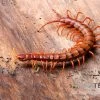 Hundertfüßer, Scolopendra Subspinipes "Malay Red Cherry" -Fischbedarf Laden Hundertfuesser Scolopendra subspinipes Malay Red Cherry 2