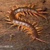 Hundertfüßer, Scolopendra Subspinipes "Thai-Red-Dragon" -Fischbedarf Laden Hundertfuesser Scolopendra subspinipes ThaiRedDragon 01
