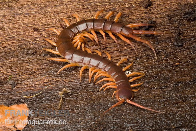Hundertfüßer, Scolopendra Subspinipes "Thai-Red-Dragon" 3 Hundertfüßer, Scolopendra Subspinipes "Thai-Red-Dragon"
