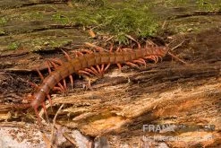Hundertfüßer, Scolopendra Subspinipes "Thai-Red-Dragon" 6 Hundertfüßer, Scolopendra Subspinipes "Thai-Red-Dragon" -Fischbedarf Laden Hundertfuesser Scolopendra subspinipes ThaiRedDragon 02