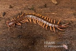 Hundertfüßer, Scolopendra Subspinipes "Thai-Red-Dragon" 7 Hundertfüßer, Scolopendra Subspinipes "Thai-Red-Dragon" -Fischbedarf Laden Hundertfuesser Scolopendra subspinipes ThaiRedDragon 03