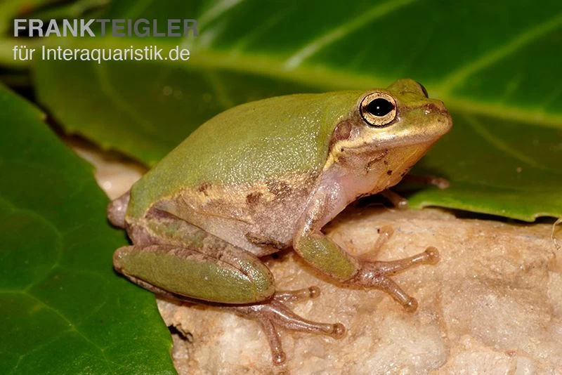 Eichhörnchenfrosch, Hyla Squirella 3 Eichhörnchenfrosch, Hyla Squirella