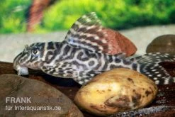 Großer Ozelot-Harnischwels, Hypancistrus Spec. L400, 5-6 Cm