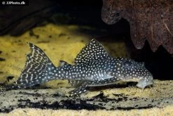 Wels L136a Demini-Engelsharnischwels, Hypancistrus Sp. KLEINE PUNKTE