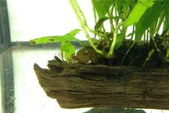 Ordnung Im Barschbecken: Set Aus Rennschnecken Und Einer Bepflanzten Wurzel -Fischbedarf Laden IMG 0289 2