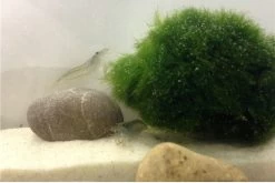 Bundle Große Putz-Truppe: 5 X Rennschnecke + 2 X Tylomelania + 6  X Amanogarnele -Fischbedarf Laden IMG 0296