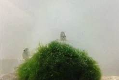 Bundle Große Putz-Truppe: 5 X Rennschnecke + 2 X Tylomelania + 6  X Amanogarnele -Fischbedarf Laden IMG 0304