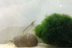 Bundle Große Putz-Truppe: 5 X Rennschnecke + 2 X Tylomelania + 6  X Amanogarnele -Fischbedarf Laden IMG 0311