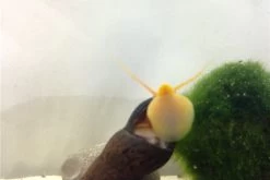 Bundle Große Putz-Truppe: 5 X Rennschnecke + 2 X Tylomelania + 6  X Amanogarnele -Fischbedarf Laden IMG 0330