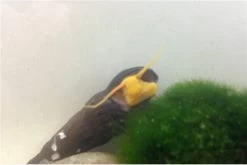 Bundle Große Putz-Truppe: 5 X Rennschnecke + 2 X Tylomelania + 6  X Amanogarnele -Fischbedarf Laden IMG 0334