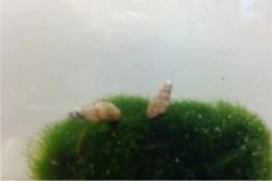 Nano Putz-Truppe: 4x Geweihschnecke + 5x Turmdeckelschnecke -Fischbedarf Laden IMG 0343