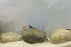 Bundle Bunte Truppe: 10 X Neocaridina Im Farbmix + Javamoos -Fischbedarf Laden IMG 0352