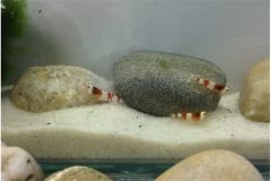 Bundle Scaper Truppe: 10 X Crystal Red Garnele + Mangrovenwurzel Mit Moos -Fischbedarf Laden IMG 0367