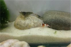 TiBee Starterpack: 5 X Blaue Tigergarnele + 5 X Crystal Red Garnele -Fischbedarf Laden IMG 0370