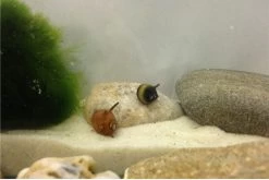 Nano Putz-Truppe: 4x Geweihschnecke + 5x Turmdeckelschnecke -Fischbedarf Laden IMG 0378