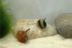 Nano Putz-Truppe: 4x Geweihschnecke + 5x Turmdeckelschnecke -Fischbedarf Laden IMG 0380