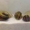 Apfelschnecken-Bundle: 3x Zebra-Apfelschnecke , Asolene Spixi -Fischbedarf Laden IMG 0477
