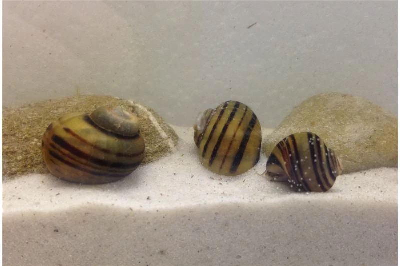 Apfelschnecken-Bundle: 3x Zebra-Apfelschnecke , Asolene Spixi 3 Apfelschnecken-Bundle: 3x Zebra-Apfelschnecke , Asolene Spixi