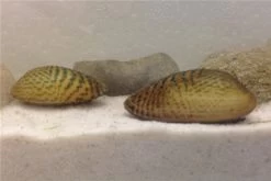 Schwebealgen-Bundle: 2x Ornamentmuscheln + 1 Portion Büschelfarn + 4 Bund-Pflanzen 12 Schwebealgen-Bundle: 2x Ornamentmuscheln + 1 Portion Büschelfarn + 4 Bund-Pflanzen -Fischbedarf Laden IMG 0509