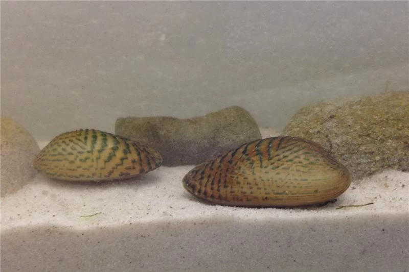 Schwebealgen-Bundle: 2x Ornamentmuscheln + 1 Portion Büschelfarn + 4 Bund-Pflanzen 8 Schwebealgen-Bundle: 2x Ornamentmuscheln + 1 Portion Büschelfarn + 4 Bund-Pflanzen – Bild 6