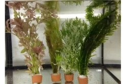 Schwebealgen-Bundle: 2x Ornamentmuscheln + 1 Portion Büschelfarn + 4 Bund-Pflanzen 11 Schwebealgen-Bundle: 2x Ornamentmuscheln + 1 Portion Büschelfarn + 4 Bund-Pflanzen -Fischbedarf Laden IMG 0520