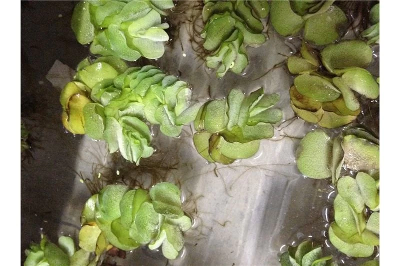 Schwebealgen-Bundle: 2x Ornamentmuscheln + 1 Portion Büschelfarn + 4 Bund-Pflanzen 5 Schwebealgen-Bundle: 2x Ornamentmuscheln + 1 Portion Büschelfarn + 4 Bund-Pflanzen – Bild 3